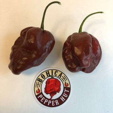Habanero Chocolate - Seeds - The Pepper Pantry (Formerly Marie Sharp's)